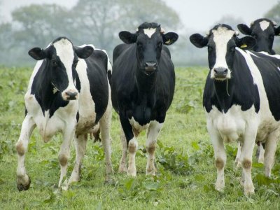 Pennsylvania Dairies Get $25M Boost for Climate-Smart Practices