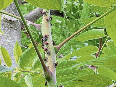 Fewer lanternflies this summer?