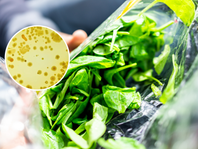 Deadly foodborne bacteria found to hide from sanitizers