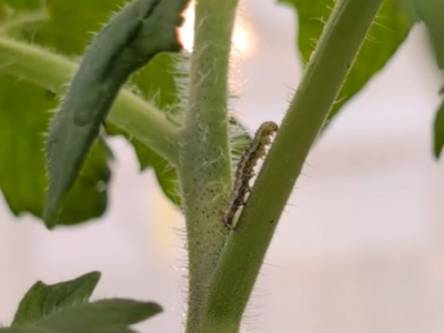 Feeling salty? Increased salt stress reduces tomato pest activity | Penn State University