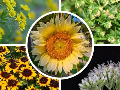 New sunflower family tree reveals multiple origins of flower symmetry | Penn State University