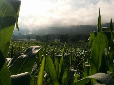 Novel method to measure root depth may lead to more resilient crops | Penn State University