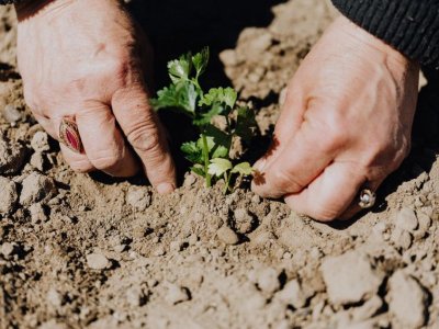 Penn State experts help you get your garden ready for summer | Penn State University
