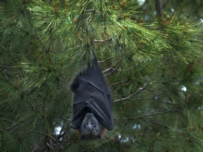 To prevent next pandemic research suggests we need to restore wildlife habit | Penn State University
