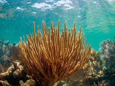 Scientists examine how wastewater practices in Florida Keys impact water quality | Penn State University