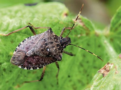 A brown marmorated stink bug at a Penn State research station in Biglerville, Pa.