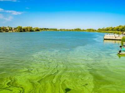 A lake containing a large green algal bloom