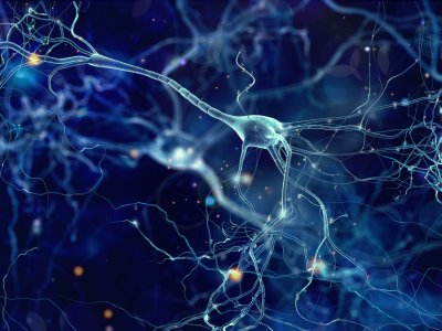 Neurons