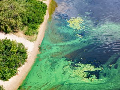 A harmful algal bloom is shown along a shorline