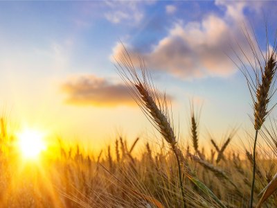 sun shining over wheat